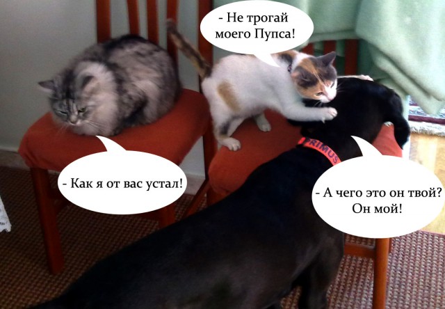 Кот-падоног. Есть у вас такой?