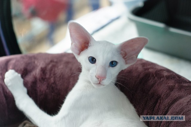 Котовторник 29.03.2016