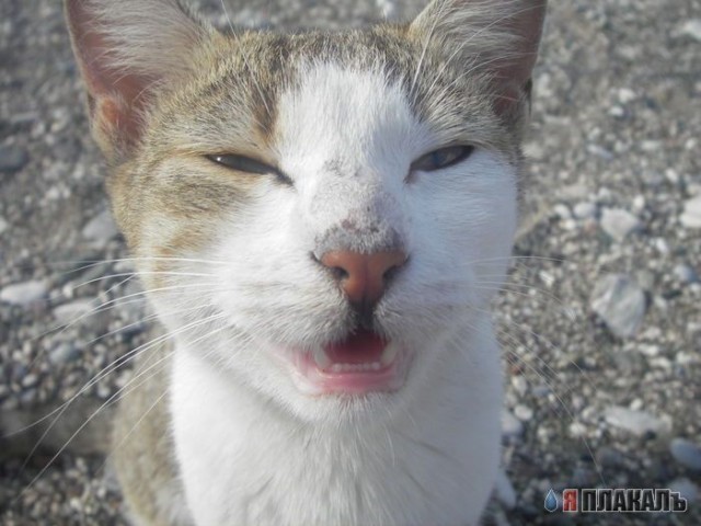 Вторничный котомёт