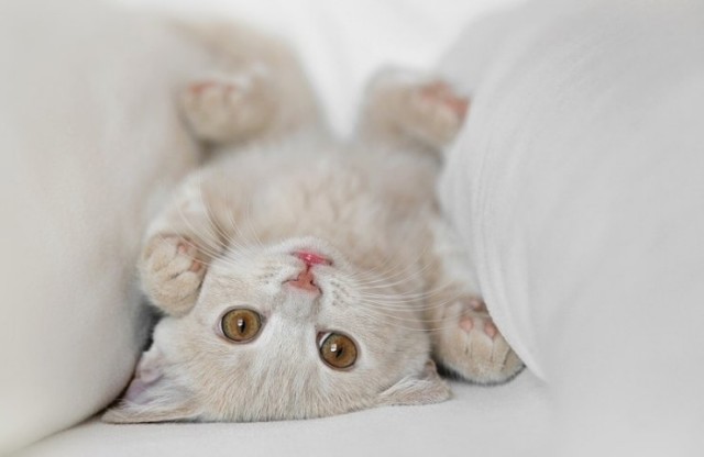Коты, кошки, котята