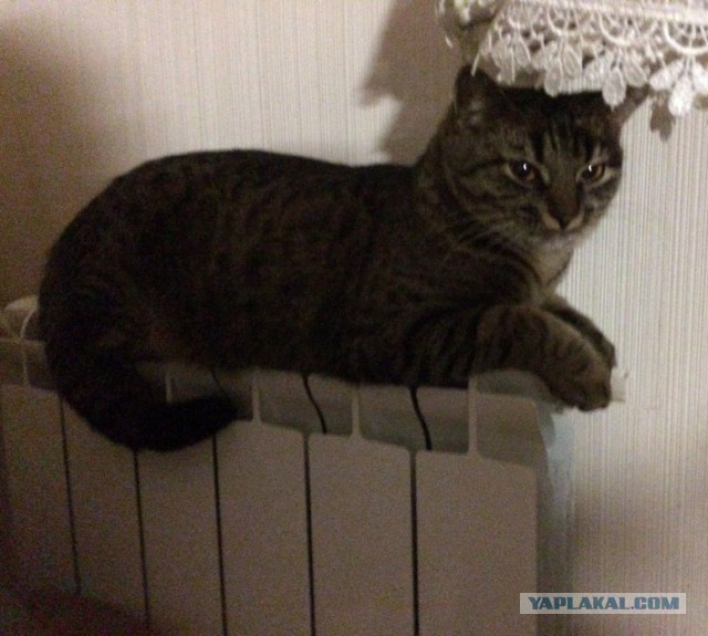 ГЛАГОЛящие коты