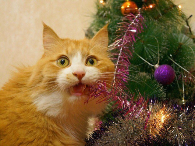 Коты из сети