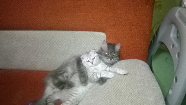 19 шикарных кошек, которые стоят целое состояние