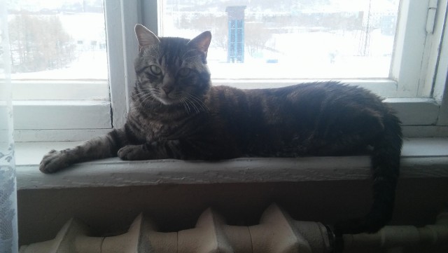 Котовторник 07.03.2017