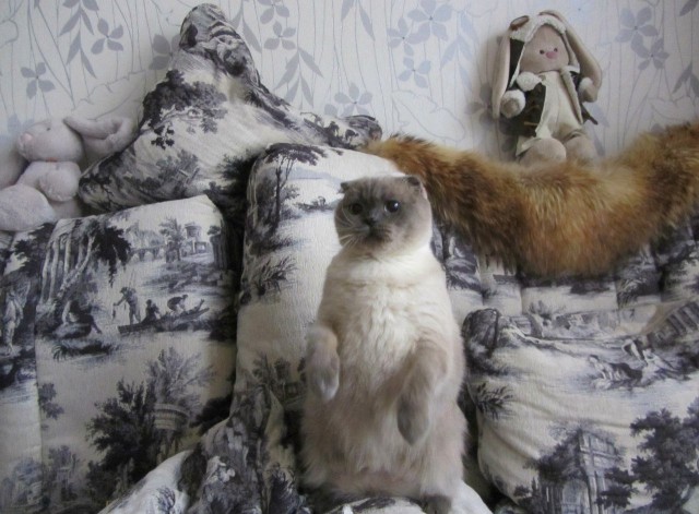 Коты и Кошки