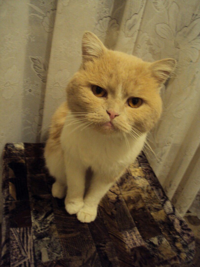 Коты и Кошки