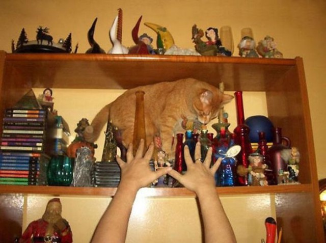 Коты и Кошки