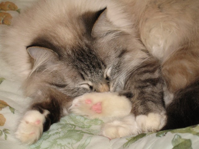 Коты и Кошки