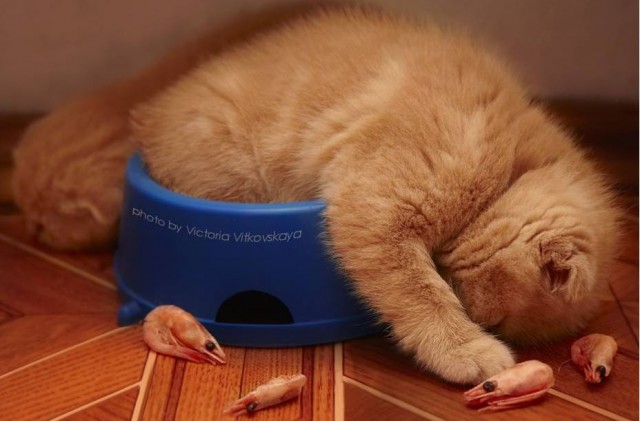 Коты и Кошки