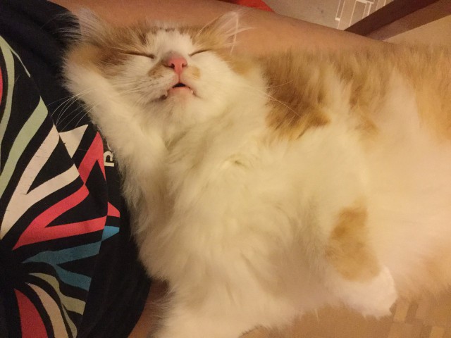 Котовторник 22.08.2017 г.