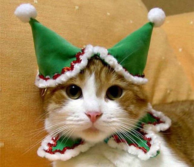 Коты и Кошки