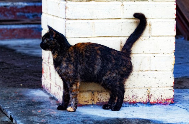 Коты и Кошки
