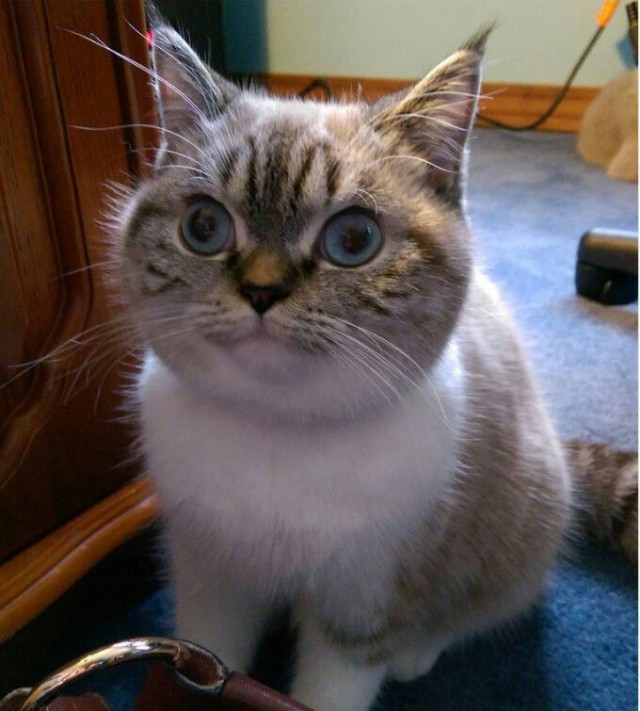 Коты и Кошки