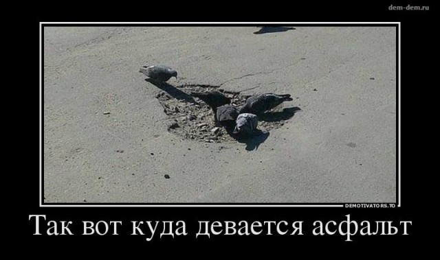 Озверевшие голуби... Будьте осторожны!