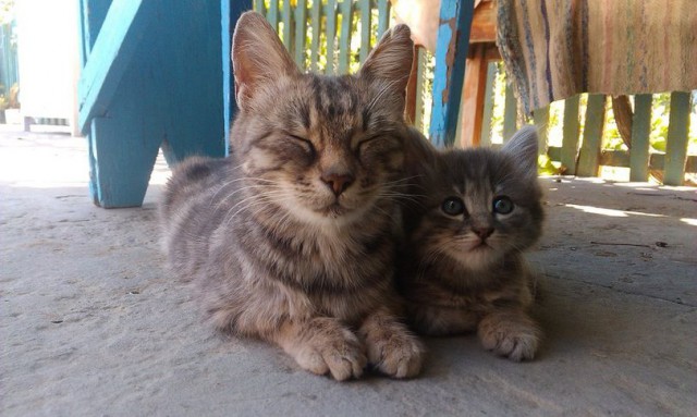 Коты и Кошки