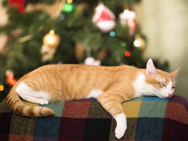 Котовторник 9.01.2018