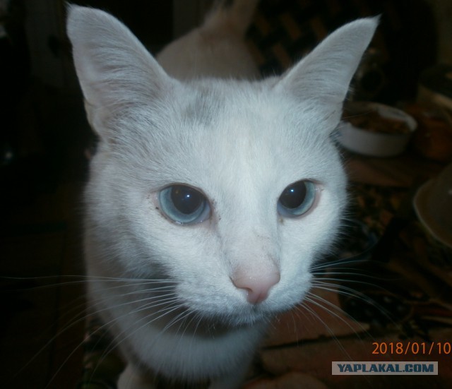 Котовторник 16.01.2018