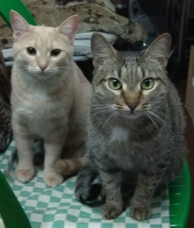 Котовторник 13.03.2018