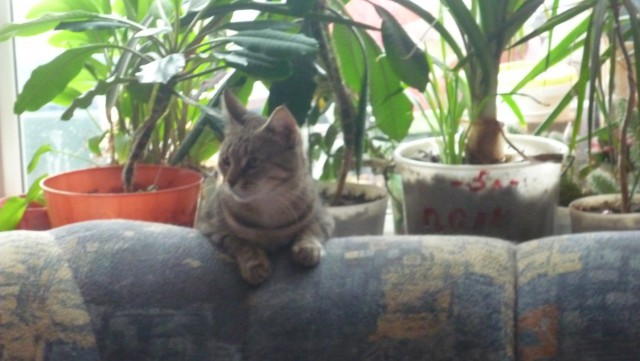 Фотобомбы котов