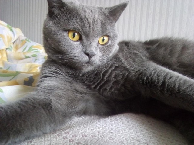 Котовторник
