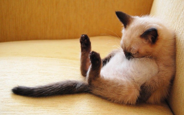 Кот без прикрас