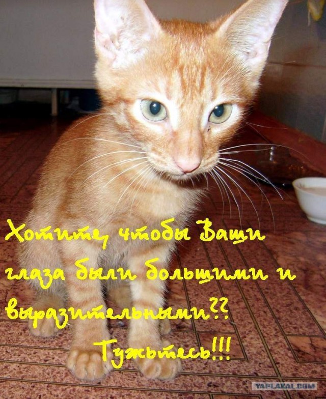 Кот в каске