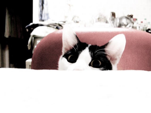 Котовторник на 03.02.2009