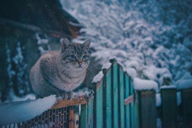 Немного милоты