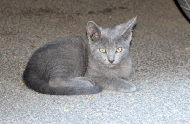 Прикольных котов пост