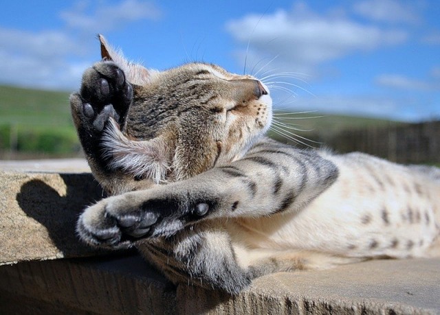Котейкин вторник! Космический 12.04!