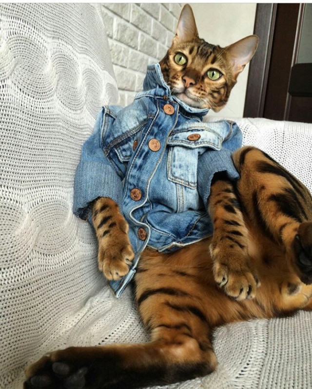 Прикольных котов пост