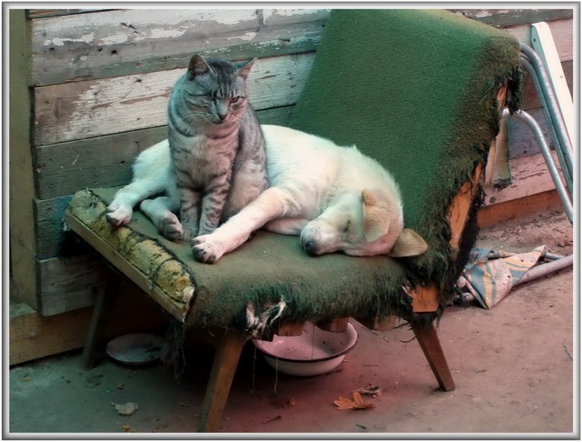 Котовторник объявляется открытым!