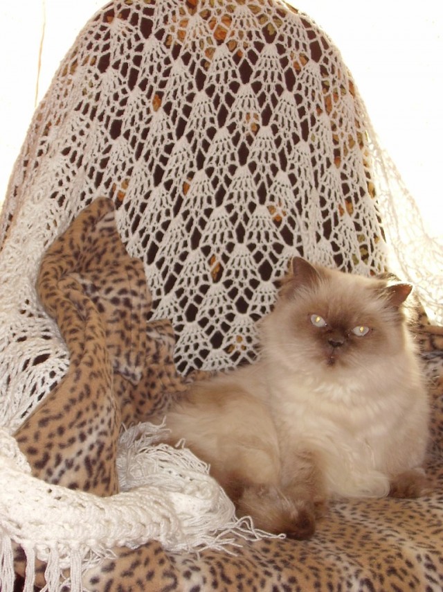 Первый котовторник июля
