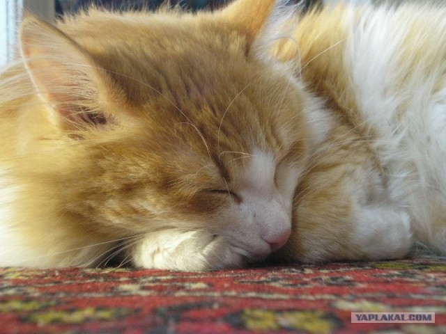 Котовторник с Кузей