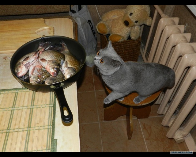 С котовторником !