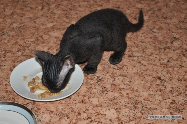 Котовторник 24.04.2012