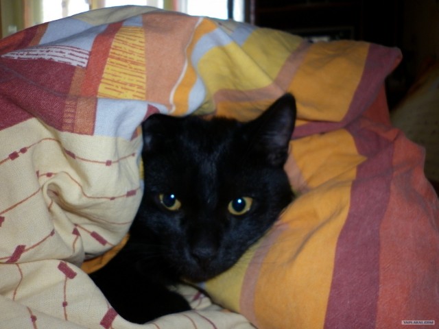 Котовторник (15.05.2012)