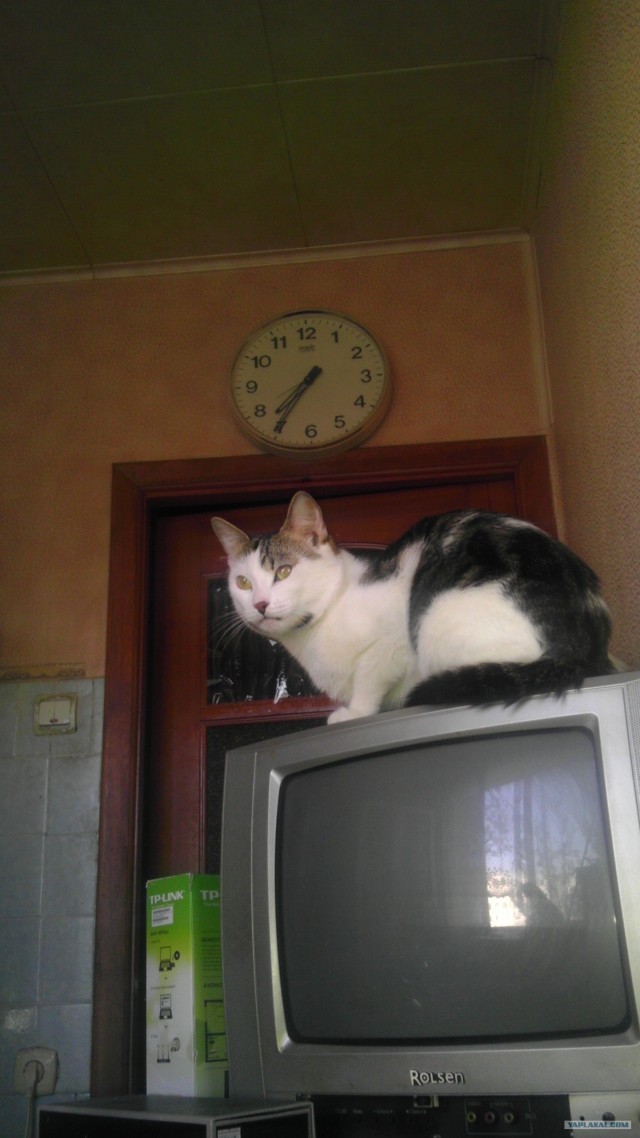Котовторник  19.06.2012