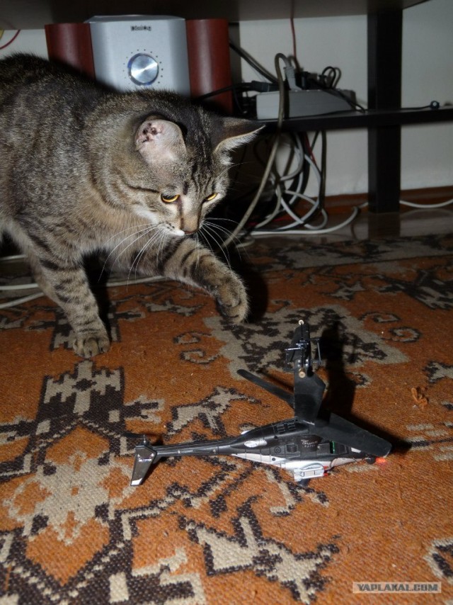Котовторник  17.07.2012