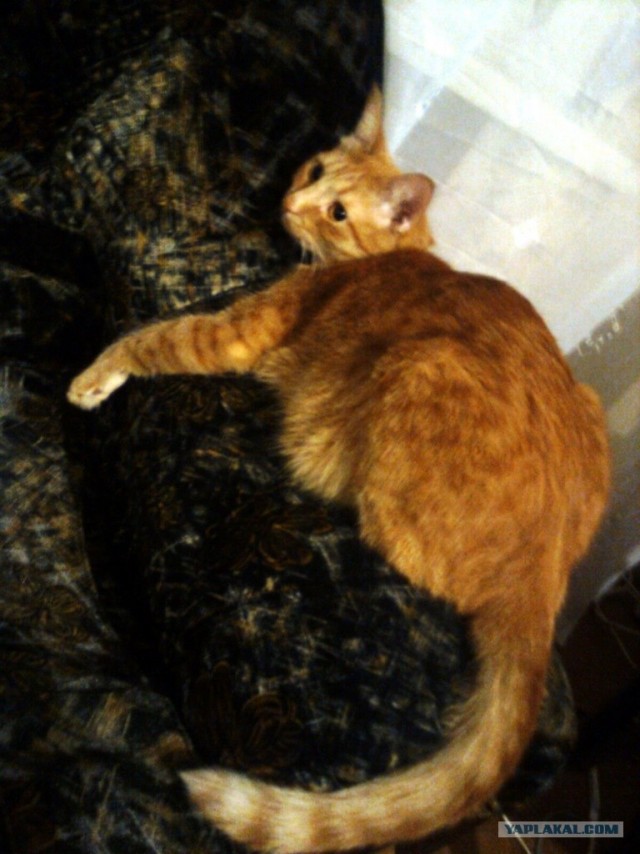 Котовторник 31.07.2012 г.