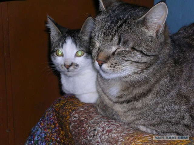 Котонянька и котовторник