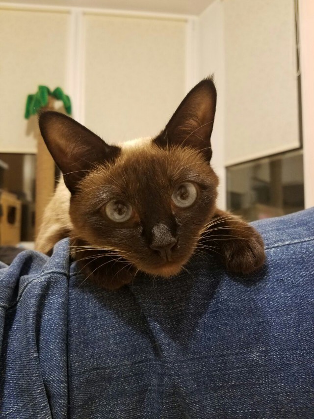 Трехцветное счастье