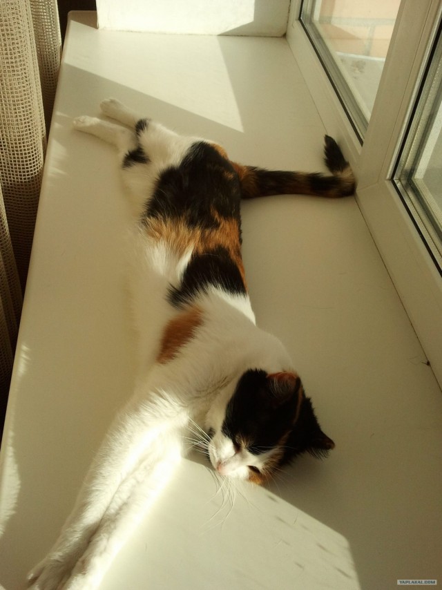 Котовторник ( 23.10. 2012. )