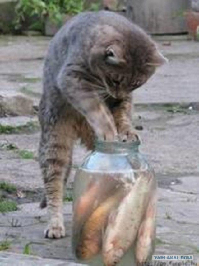 Я её поймал...