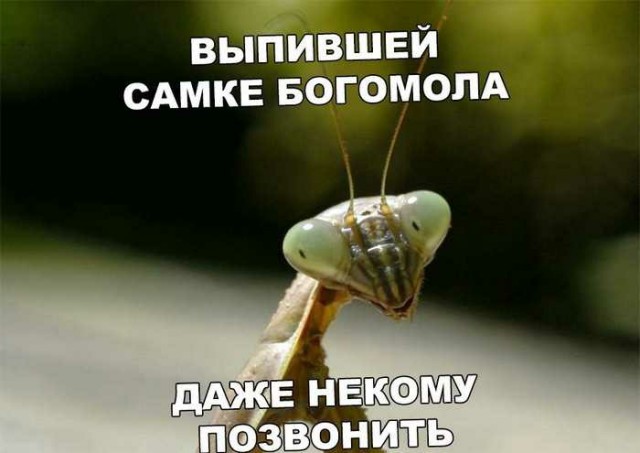 Картинки с надписями и анекдоты