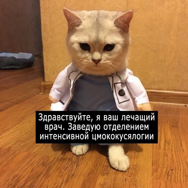 Забавные фото котеек