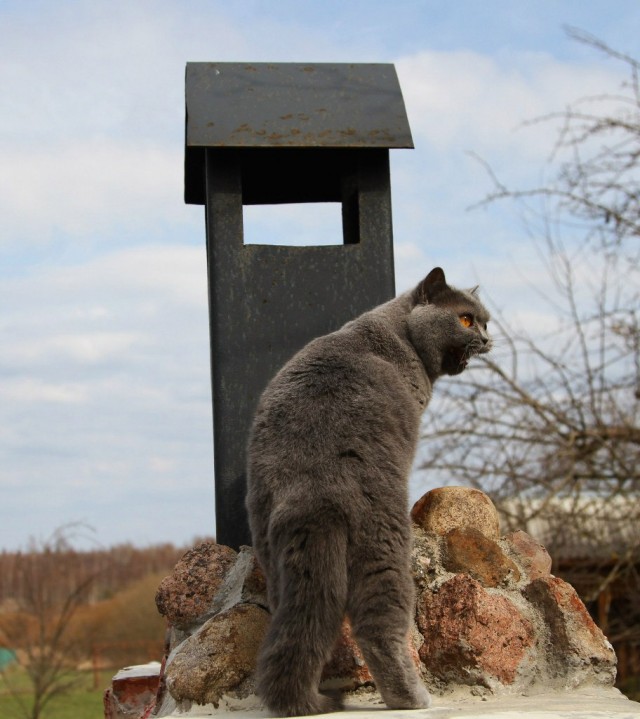 Знакомьтесь, Хищник