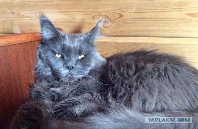 Ударим котовторником по корановирсу