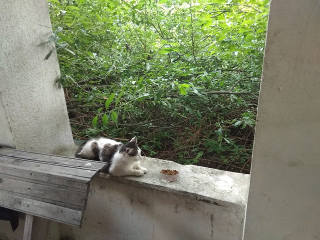 Котейка набралась сил