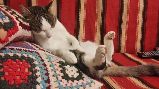 Котовторник.